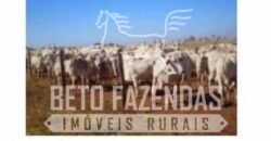 Fazenda à Venda 103.000 hectares Dupla Aptidão Pista de Pouso Região Sudeste do Estado | MT Fazenda à Venda 103.000 hectares Dupla Aptidão Pista de Pouso Região Sudeste do Estado | MT