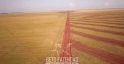 Fazenda à Venda 103.000 hectares Dupla Aptidão Pista de Pouso Região Sudeste do Estado | MT Fazenda à Venda 103.000 hectares Dupla Aptidão Pista de Pouso Região Sudeste do Estado | MT