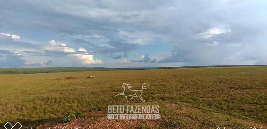 Fazenda à Venda 103.000 hectares Dupla Aptidão Pista de Pouso Região Sudeste do Estado | MT Fazenda à Venda 103.000 hectares Dupla Aptidão Pista de Pouso Região Sudeste do Estado | MT