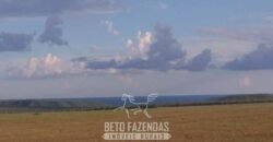 Fazenda à Venda 103.000 hectares Dupla Aptidão Pista de Pouso Região Sudeste do Estado | MT Fazenda à Venda 103.000 hectares Dupla Aptidão Pista de Pouso Região Sudeste do Estado | MT