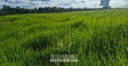 Fazenda de Dupla Aptidão à Venda 1.338 Hectares Ótimo Investimento | Gurupi – TO