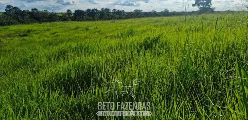 Fazenda de Dupla Aptidão à Venda 1.338 Hectares Ótimo Investimento | Gurupi – TO
