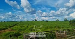 Fazenda de Dupla Aptidão à Venda 1.338 Hectares Ótimo Investimento | Gurupi – TO