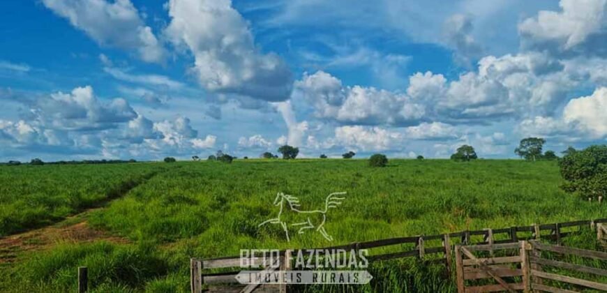 Fazenda de Dupla Aptidão à Venda 1.338 Hectares Ótimo Investimento | Gurupi – TO
