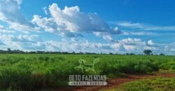 Fazenda de Dupla Aptidão à Venda 1.338 Hectares Ótimo Investimento | Gurupi – TO
