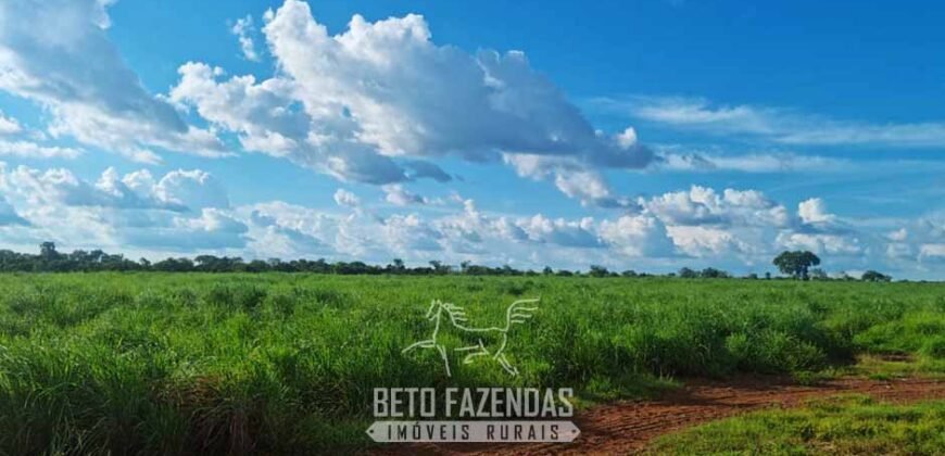 Fazenda de Dupla Aptidão à Venda 1.338 Hectares Ótimo Investimento | Gurupi – TO