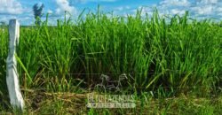 Fazenda de Dupla Aptidão à Venda 1.338 Hectares Ótimo Investimento | Gurupi – TO