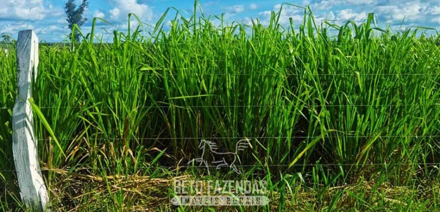 Fazenda de Dupla Aptidão à Venda 1.338 Hectares Ótimo Investimento | Gurupi – TO