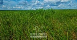 Fazenda de Dupla Aptidão à Venda 1.338 Hectares Ótimo Investimento | Gurupi – TO