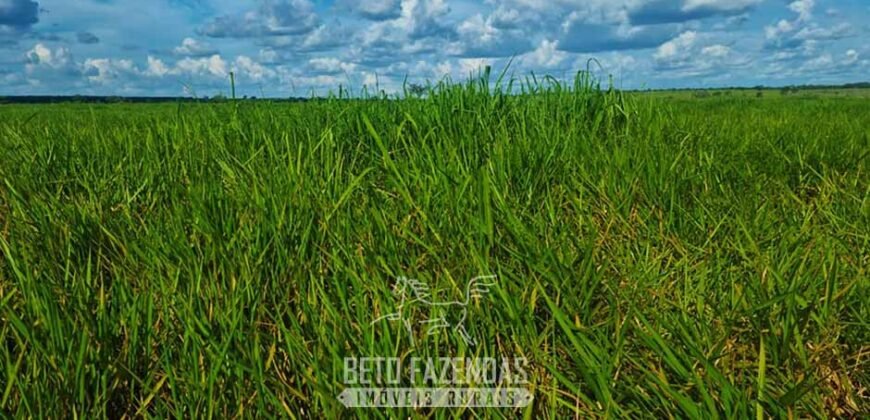 Fazenda de Dupla Aptidão à Venda 1.338 Hectares Ótimo Investimento | Gurupi – TO