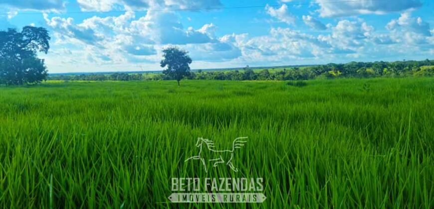 Fazenda de Dupla Aptidão à Venda 1.338 Hectares Ótimo Investimento | Gurupi – TO
