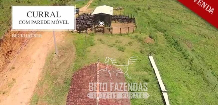 Excelente Fazenda à Venda 438 Hectares para Pecuária, Pupunha e Piscicultura | Iguape/ SP