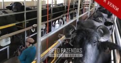 Excelente Fazenda à Venda 438 Hectares para Pecuária, Pupunha e Piscicultura | Iguape/ SP