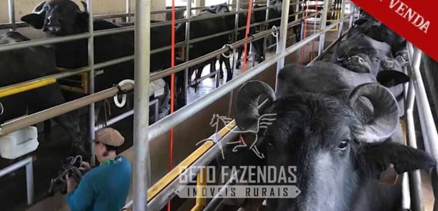 Excelente Fazenda à Venda 438 Hectares para Pecuária, Pupunha e Piscicultura | Iguape/ SP