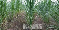 Excelente Fazenda à Venda 438 Hectares para Pecuária, Pupunha e Piscicultura | Iguape/ SP