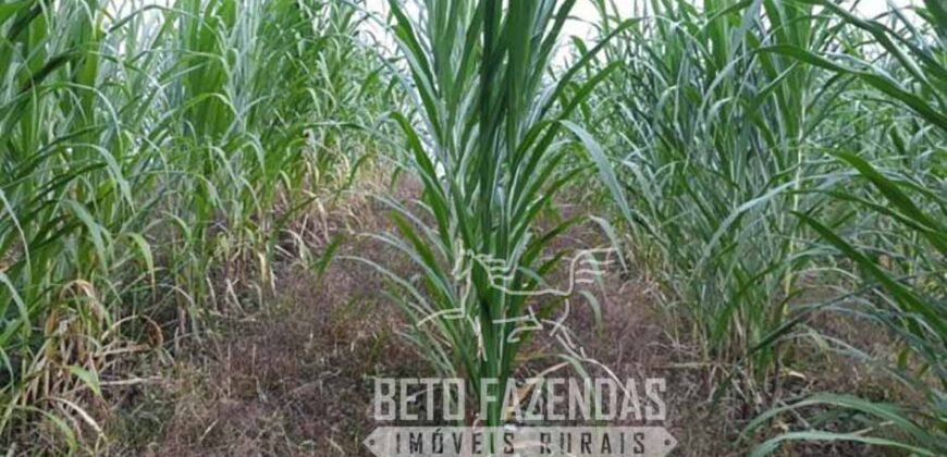 Excelente Fazenda à Venda 438 Hectares para Pecuária, Pupunha e Piscicultura | Iguape/ SP