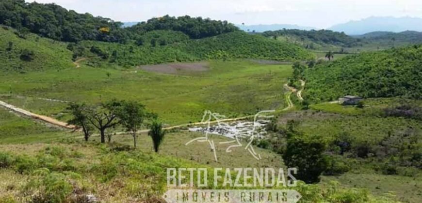 Excelente Fazenda à Venda 438 Hectares para Pecuária, Pupunha e Piscicultura | Iguape/ SP