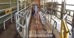 Excelente Fazenda à Venda 438 Hectares para Pecuária, Pupunha e Piscicultura | Iguape/ SP