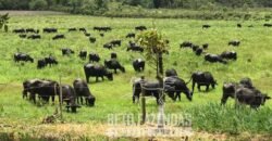 Excelente Fazenda à Venda 438 Hectares para Pecuária, Pupunha e Piscicultura | Iguape/ SP