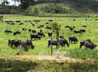 Excelente Fazenda à Venda 438 Hectares para Pecuária, Pupunha e Piscicultura | Iguape/ SP