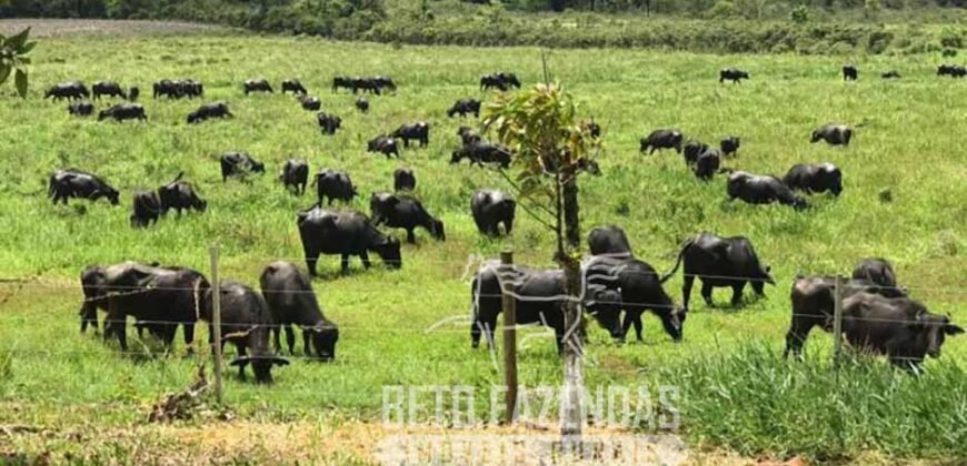 Excelente Fazenda à Venda 438 Hectares para Pecuária, Pupunha e Piscicultura | Iguape/ SP