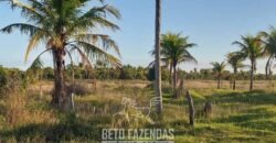 Fazenda `Venda 57 alqueires Alta Produtividade para Pecuária | Quissamã/ RJ Fazenda `Venda 57 alqueires Alta Produtividade para Pecuária | Quissamã/ RJ