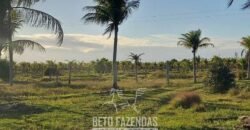 Fazenda `Venda 57 alqueires Alta Produtividade para Pecuária | Quissamã/ RJ Fazenda `Venda 57 alqueires Alta Produtividade para Pecuária | Quissamã/ RJ