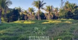 Fazenda `Venda 57 alqueires Alta Produtividade para Pecuária | Quissamã/ RJ Fazenda `Venda 57 alqueires Alta Produtividade para Pecuária | Quissamã/ RJ