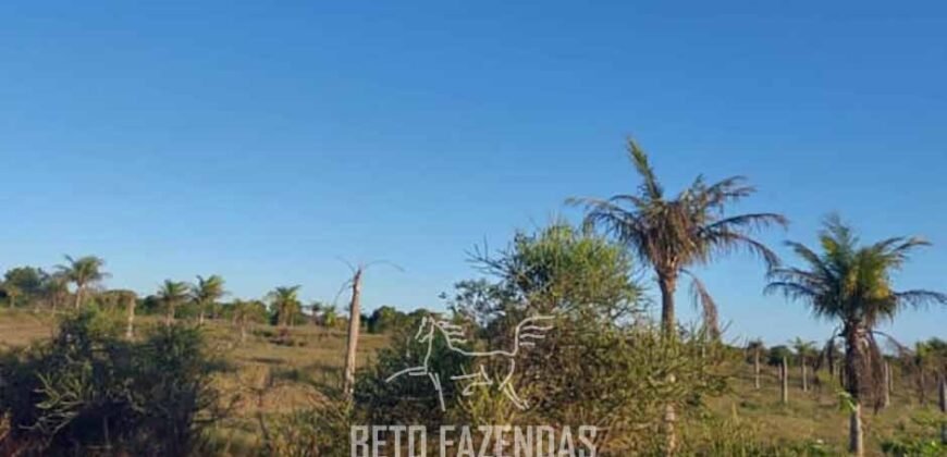 Fazenda `Venda 57 alqueires Alta Produtividade para Pecuária | Quissamã/ RJ Fazenda `Venda 57 alqueires Alta Produtividade para Pecuária | Quissamã/ RJ