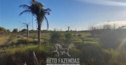 Fazenda `Venda 57 alqueires Alta Produtividade para Pecuária | Quissamã/ RJ Fazenda `Venda 57 alqueires Alta Produtividade para Pecuária | Quissamã/ RJ