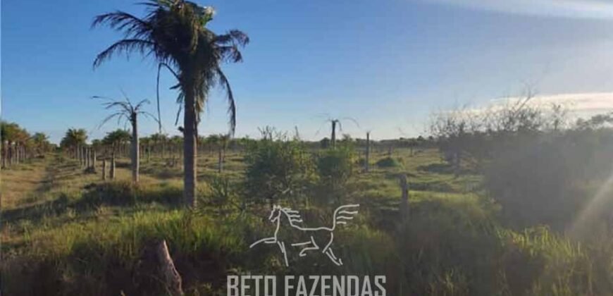Fazenda `Venda 57 alqueires Alta Produtividade para Pecuária | Quissamã/ RJ Fazenda `Venda 57 alqueires Alta Produtividade para Pecuária | Quissamã/ RJ