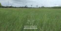 Fazenda `Venda 57 alqueires Alta Produtividade para Pecuária | Quissamã/ RJ Fazenda `Venda 57 alqueires Alta Produtividade para Pecuária | Quissamã/ RJ