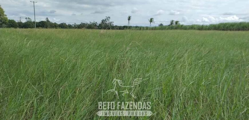 Fazenda `Venda 57 alqueires Alta Produtividade para Pecuária | Quissamã/ RJ Fazenda `Venda 57 alqueires Alta Produtividade para Pecuária | Quissamã/ RJ