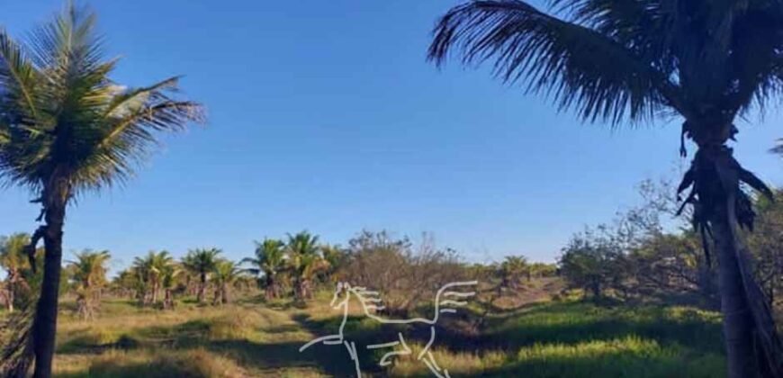 Fazenda `Venda 57 alqueires Alta Produtividade para Pecuária | Quissamã/ RJ Fazenda `Venda 57 alqueires Alta Produtividade para Pecuária | Quissamã/ RJ