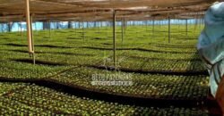 Fazenda à Venda 40.600 hectares Dupla Aptidão e Pista de Pouso | Vale do Araguaia/ TO