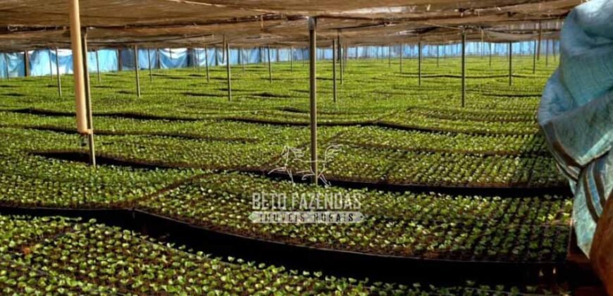 Fazenda à Venda 40.600 hectares Dupla Aptidão e Pista de Pouso | Vale do Araguaia/ TO