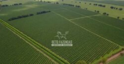 Fazenda à Venda 40.600 hectares Dupla Aptidão e Pista de Pouso | Vale do Araguaia/ TO