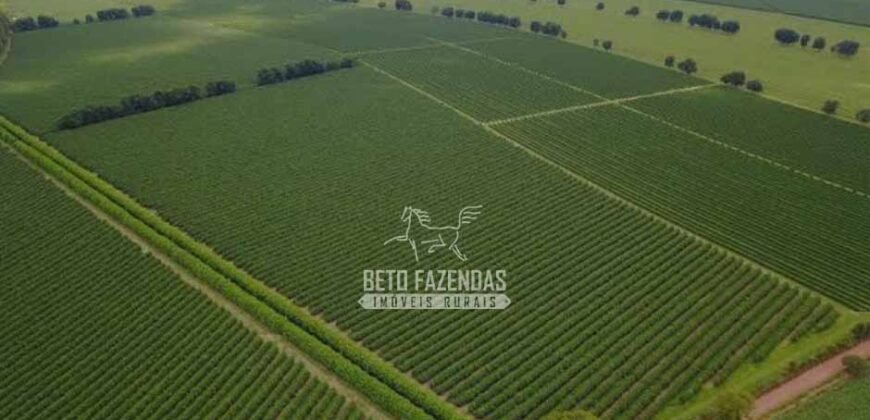 Fazenda à Venda 40.600 hectares Dupla Aptidão e Pista de Pouso | Vale do Araguaia/ TO