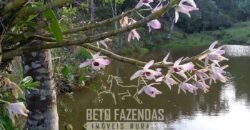 Fazenda â Venda 203 Hectares com Abundância Hídrica e Pecuária | Santa Maria Madalena/RJ