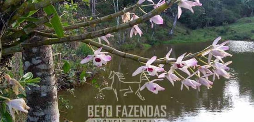 Fazenda â Venda 203 Hectares com Abundância Hídrica e Pecuária | Santa Maria Madalena/RJ