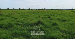 Fazenda à Venda 7.695 hectares de Dupla Aptidão no Sul do Tocantins Fazenda à Venda 7.695 hectares de Dupla Aptidão no Sul do Tocantins