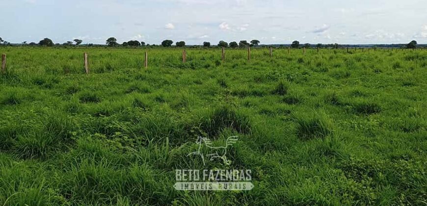 Fazenda à Venda 7.695 hectares de Dupla Aptidão no Sul do Tocantins Fazenda à Venda 7.695 hectares de Dupla Aptidão no Sul do Tocantins