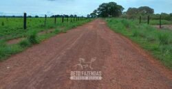 Fazenda à Venda 7.695 hectares de Dupla Aptidão no Sul do Tocantins Fazenda à Venda 7.695 hectares de Dupla Aptidão no Sul do Tocantins