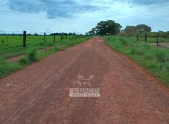 Fazenda à Venda 7.695 hectares de Dupla Aptidão no Sul do Tocantins