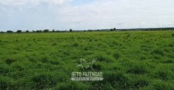 Fazenda à Venda 7.695 hectares de Dupla Aptidão no Sul do Tocantins Fazenda à Venda 7.695 hectares de Dupla Aptidão no Sul do Tocantins