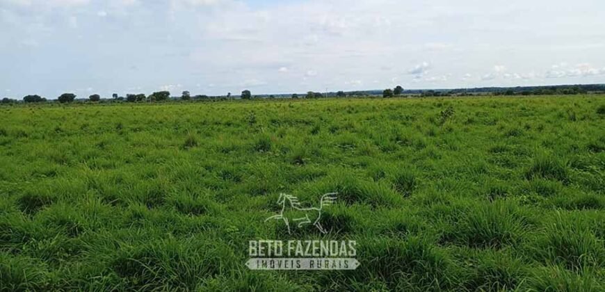 Fazenda à Venda 7.695 hectares de Dupla Aptidão no Sul do Tocantins Fazenda à Venda 7.695 hectares de Dupla Aptidão no Sul do Tocantins