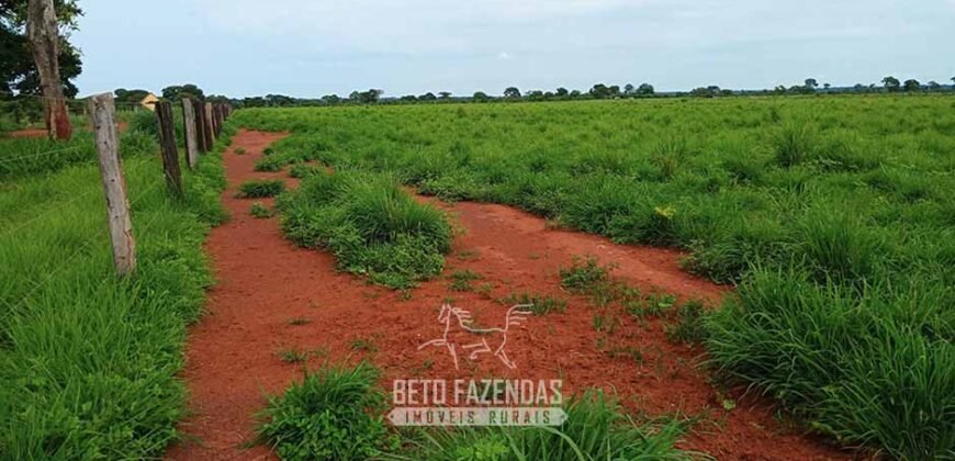Fazenda à Venda 7.695 hectares de Dupla Aptidão no Sul do Tocantins Fazenda à Venda 7.695 hectares de Dupla Aptidão no Sul do Tocantins