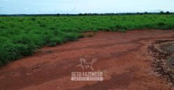 Fazenda à Venda 7.695 hectares de Dupla Aptidão no Sul do Tocantins Fazenda à Venda 7.695 hectares de Dupla Aptidão no Sul do Tocantins