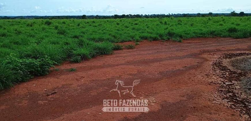 Fazenda à Venda 7.695 hectares de Dupla Aptidão no Sul do Tocantins Fazenda à Venda 7.695 hectares de Dupla Aptidão no Sul do Tocantins