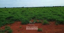 Fazenda à Venda 7.695 hectares de Dupla Aptidão no Sul do Tocantins Fazenda à Venda 7.695 hectares de Dupla Aptidão no Sul do Tocantins